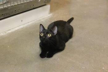 Posh -  Domestic Short Hair Cat for Adoption in Cary, North Carolina - Posh | PetCurious