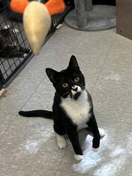 Gilbert -  Domestic Short Hair Cat for Adoption in Sudbury, Massachusetts - Gilbert | PetCurious