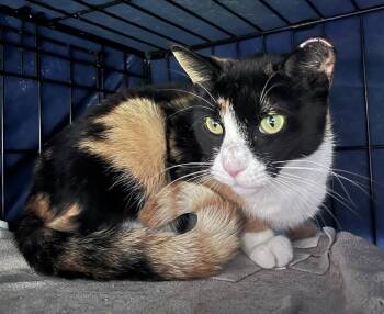 Rescue Domestic Short Hair Cats for Adoption in Philadelphia, Pennsylvania - Yaqeen Yewdall | PetCurious