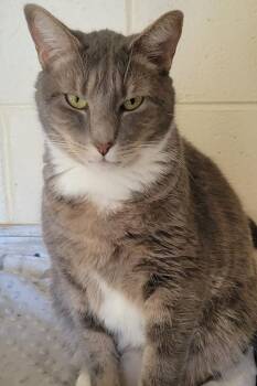 5127 Winkum -  Domestic Short Hair Cat for Adoption in Hartwell, Georgia - 5127 Winkum | PetCurious