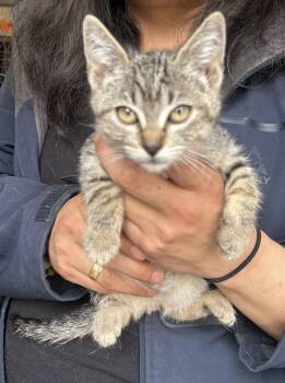 American Shorthair and Domestic Short Hair Cats Available for Adoption in Napa, California - Kiki Napa | PetCurious
