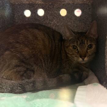 Ellis -  Domestic Short Hair Cat for Adoption in Pasadena, California - Ellis | PetCurious