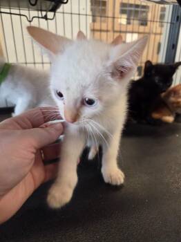 Domestic Short Hair Cats Available for Adoption in Bossier City, Louisiana - Fabio | PetCurious