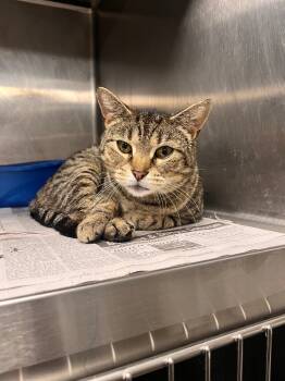Rescue Oriental Tabby Cats for Adoption in Hopkinsville, Kentucky - Paisley | PetCurious