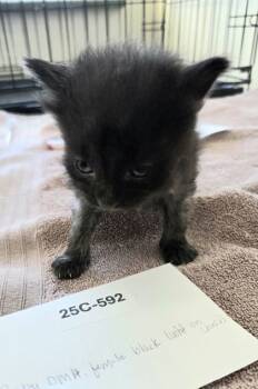 Rescue Domestic Medium Hair and Domestic Short Hair Cats for Adoption in Willmar, Minnesota - Teenie | PetCurious