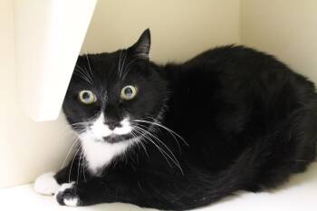 Scrapper -  Domestic Short Hair Cat for Adoption in Mccall, Idaho - Scrapper | PetCurious