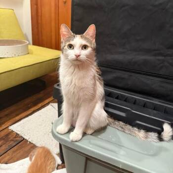 Domestic Medium Hair Cats Available for Adoption in Saint Paul, Minnesota - Polly | PetCurious