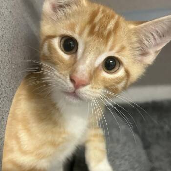 Broccoli -  Domestic Short Hair Cat for Adoption in Greenville, Pennsylvania - Broccoli | PetCurious