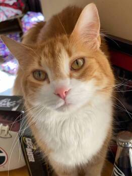 Domestic Long Hair Cats Available for Adoption - Milo | PetCurious