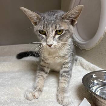 Watson -  Domestic Short Hair Cat for Adoption in Yuma, Arizona - Watson | PetCurious