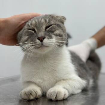 Henry -  Scottish Fold Cat for Adoption in New York, New York - Henry | PetCurious