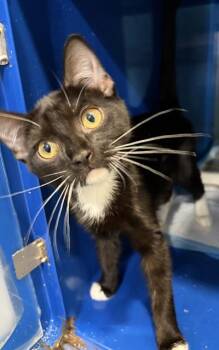 MARTHA -  Domestic Short Hair Cat for Adoption in Westminster, Maryland - MARTHA | PetCurious