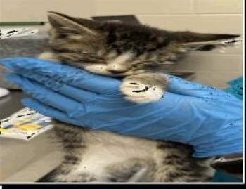 Pip -  Domestic Short Hair Cat for Adoption in Largo, Florida - Pip | PetCurious