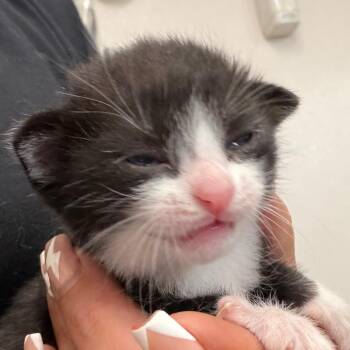 Domestic Short Hair Cats Available for Adoption in Lake Jackson, Texas - Candy | PetCurious