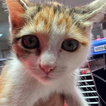 Bellingham -  Domestic Short Hair Cat for Adoption in Leander, Texas - Bellingham | PetCurious