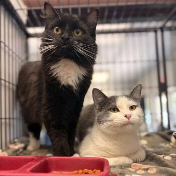 Domestic Short Hair Cats Available for Adoption in Davenport, Iowa - Belle | PetCurious