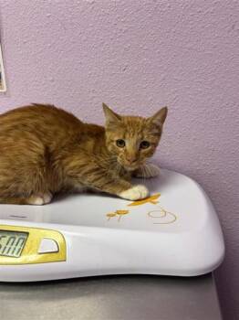 Biscotti -  Domestic Medium Hair Cat for Adoption in El Paso, Texas - Biscotti | PetCurious