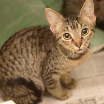 Santana Lopez - Petsmart Belleville -  Domestic Short Hair Cat for Adoption in Belleville, Illinois - Santana Lopez - Petsmart Belleville | PetCurious