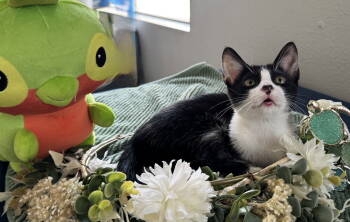 Rescue Domestic Short Hair Cats for Adoption in Phoenix, Arizona - Oreo Sundae | PetCurious