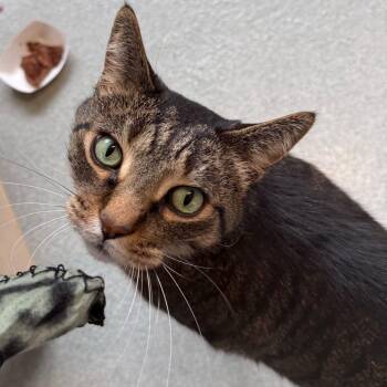 Charlie -  Domestic Short Hair Cat for Adoption in Chicago, Illinois - Charlie | PetCurious