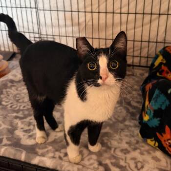 Ozzy -  Domestic Short Hair Cat for Adoption in Tucson, Arizona - Ozzy | PetCurious