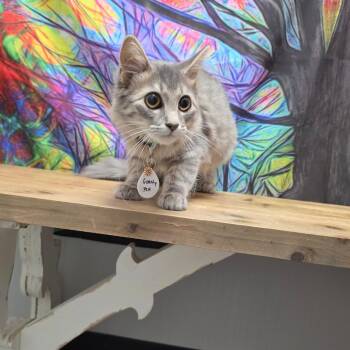 Goatty -  Domestic Medium Hair Cat for Adoption in Normal, Illinois - Goatty | PetCurious