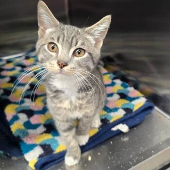 Nikolai -  Domestic Short Hair Cat for Adoption in Spokane, Washington - Nikolai | PetCurious