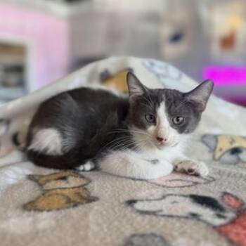 Rescue Domestic Medium Hair Cats for Adoption in Liverpool, Texas - Pumpkin Spice | PetCurious