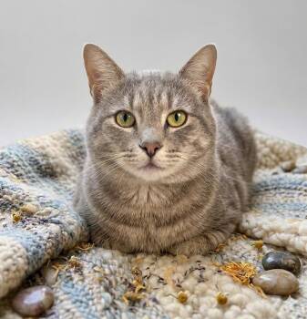 Goose - Sweet and affectionate -  Domestic Short Hair Cat for Adoption in Muskego, Wisconsin - Goose - Sweet And Affectionate | PetCurious