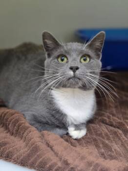 Rescue Domestic Short Hair Cats for Adoption in Danielsville, Georgia - Sally | PetCurious