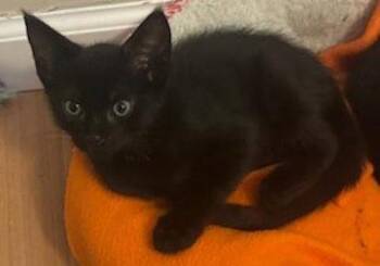 Domestic Short Hair Cats Available for Adoption in Oakland Park, Florida - Raven2 - PSP Foster Home | PetCurious