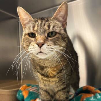 Rescue Domestic Short Hair Cats for Adoption - Mally | PetCurious