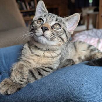 Ace -  Domestic Short Hair Cat for Adoption in Buffalo, New York - Ace | PetCurious
