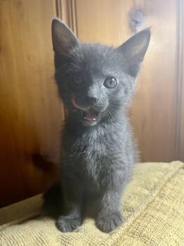 Manatee -  Domestic Short Hair Cat for Adoption in Albany, New York - Manatee | PetCurious
