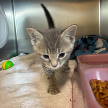 Ripley -  American Shorthair Cat for Adoption - Ripley | PetCurious