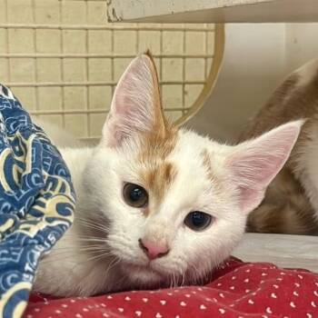 Rescue Domestic Short Hair Cats for Adoption in Union, Missouri - Mango | PetCurious