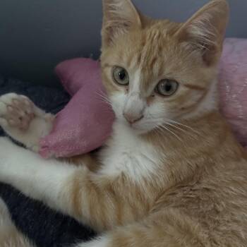Bilbo -  Domestic Short Hair Cat for Adoption in Minneapolis, Minnesota - Bilbo | PetCurious