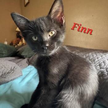 Finn -  Domestic Short Hair Cat for Adoption in Bentonville, Arkansas - Finn | PetCurious