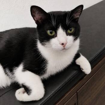 Domestic Short Hair Cats Available for Adoption in Lewisville, Texas - Mango | PetCurious