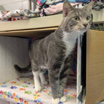 Loki -  Domestic Short Hair Cat for Adoption - Loki | PetCurious