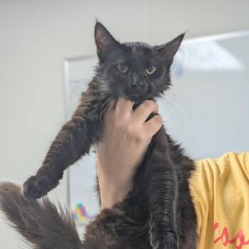 Hilda -  Domestic Medium Hair Cat for Adoption in Canton, Illinois - Hilda | PetCurious