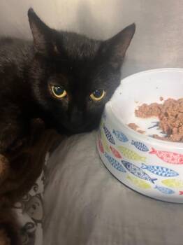 Baby -  Domestic Short Hair Cat for Adoption in New Cumberland, West Virginia - Baby | PetCurious