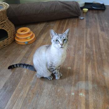 Sinatra -  Siamese Cat for Adoption in Voorhees Township, New Jersey - Sinatra | PetCurious