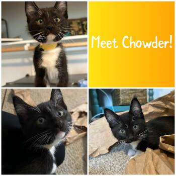 Domestic Short Hair Cats Available for Adoption in Newberg, Oregon - Chowder | PetCurious