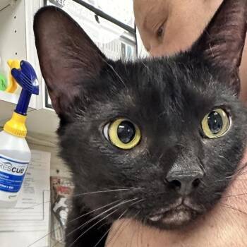 Taro -  Domestic Short Hair Cat for Adoption in Evansville, Indiana - Taro | PetCurious