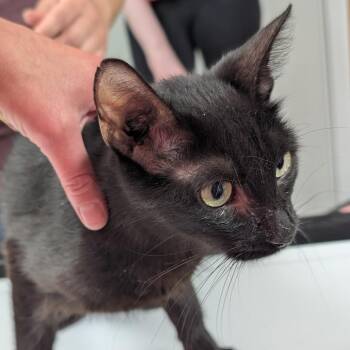 Penelope -  Domestic Short Hair Cat for Adoption in Canton, Illinois - Penelope | PetCurious