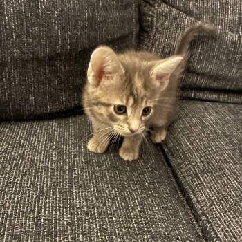 Lucy -  Domestic Short Hair Cat for Adoption in Crown Point, Indiana - Lucy | PetCurious
