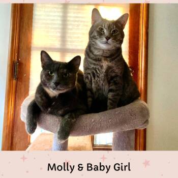 Rescue Domestic Short Hair Cats for Adoption in Mokena, Illinois - Baby Girl & Molly | PetCurious