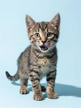LADYBUG -  Domestic Short Hair Cat for Adoption in Jacksonville, Florida - LADYBUG | PetCurious