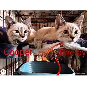 Cooper and Shelby -  Siamese Cat for Adoption in Millcreek, Utah - Cooper And Shelby | PetCurious
